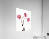 Delicate Dance Acrylic Print