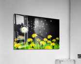 Dandelion Dreams Acrylic Print