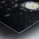 Dandelion Dreams Metal print