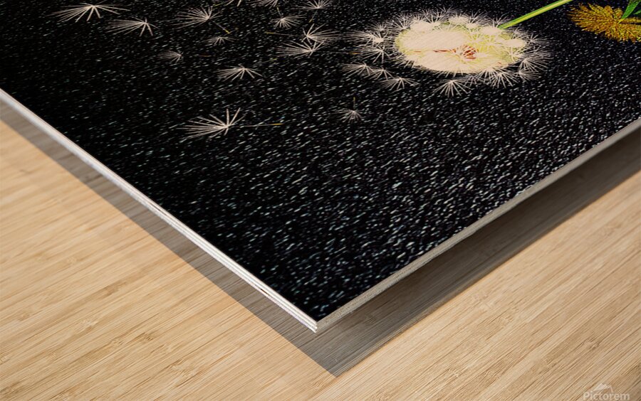 Dandelion Dreams Wood print