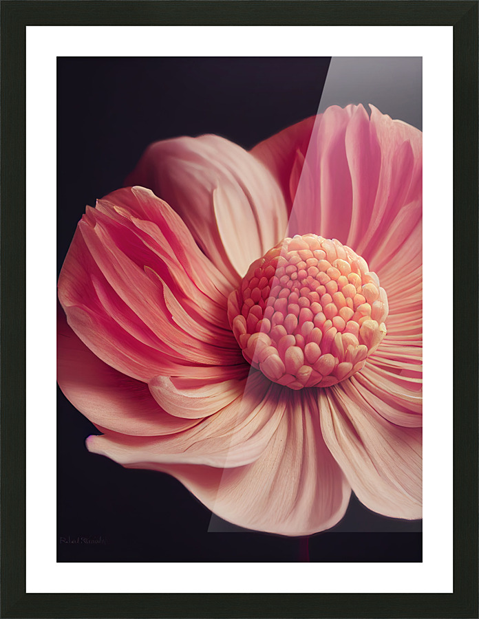 [Pink Gerbera Daisy] Picture Frame print