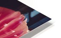 [Pink Gerbera Daisy] HD Metal print
