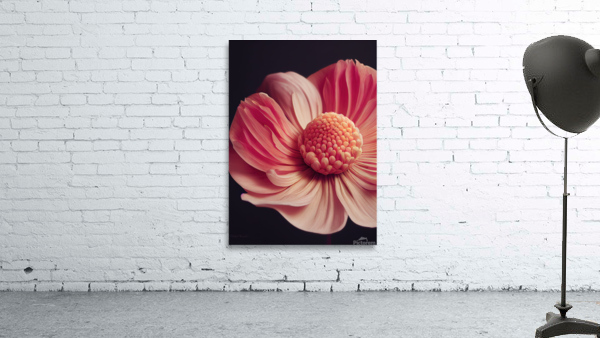[Pink Gerbera Daisy] Wall Preview