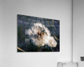 Light Hearted 2 Acrylic Print