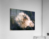 Light Hearted 1 Acrylic Print