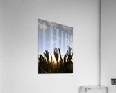 Sage Sunset Acrylic Print
