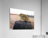 Sweet Tweet Acrylic Print