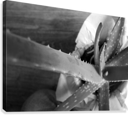 Aloe Vera Abstract Canvas Print