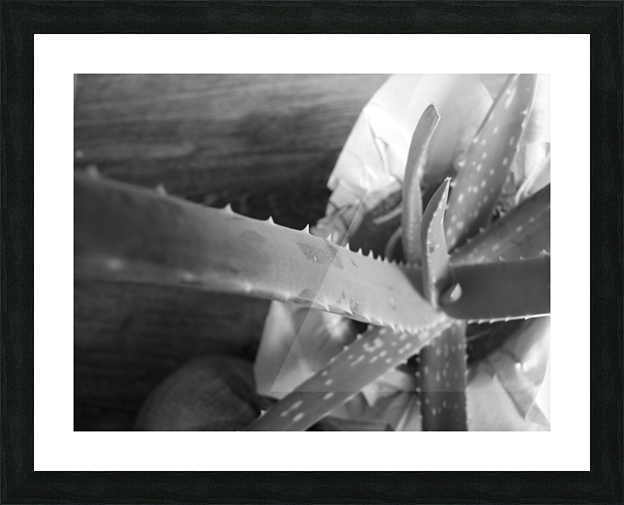 Aloe Vera Abstract Picture Frame print