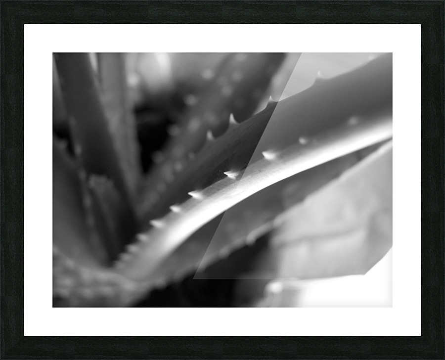 Aloe Vera Abstract Picture Frame print