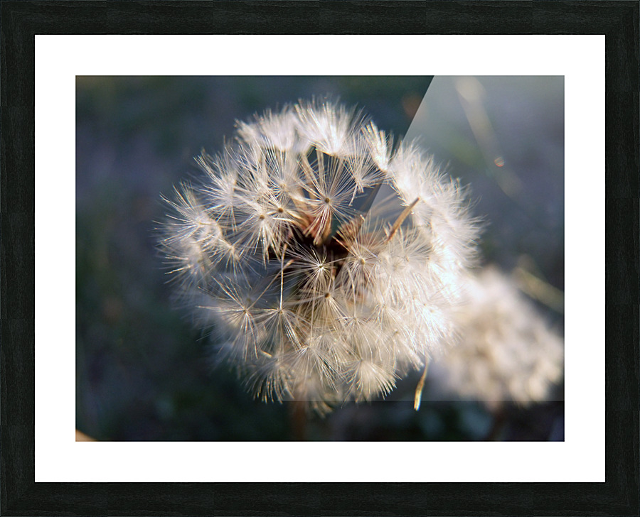 Light Hearted 3 Picture Frame print