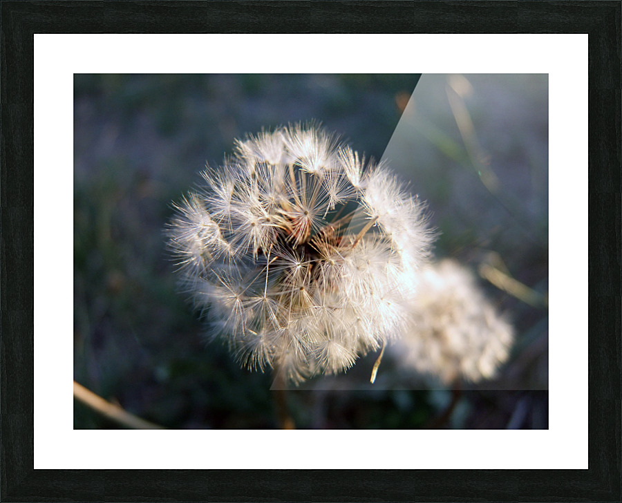 Light Hearted 2 Picture Frame print
