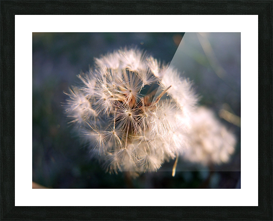 Light Hearted 1 Picture Frame print