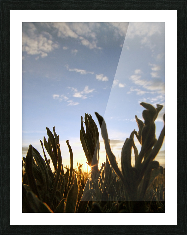 Sage Sunset Picture Frame print
