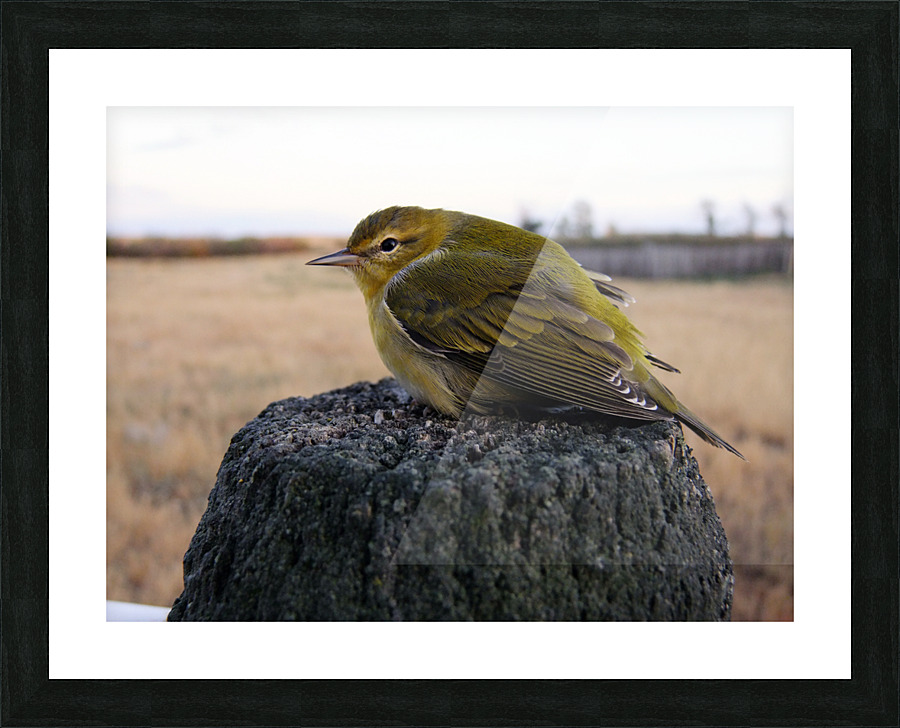 Sweet Tweet Picture Frame print
