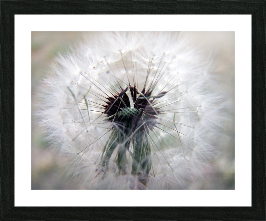 Pincushion Picture Frame print