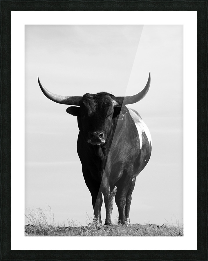 Bull Portrait Picture Frame print
