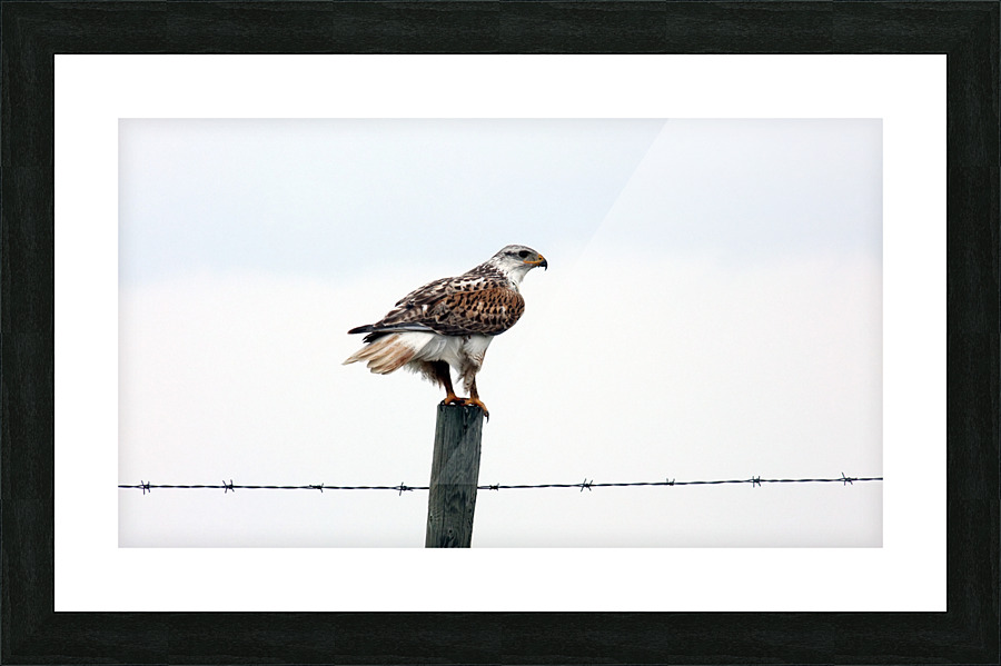 Perch Picture Frame print