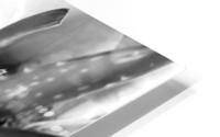 Aloe Vera Abstract HD Metal print