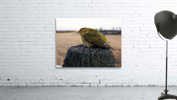 Sweet Tweet Wall Preview