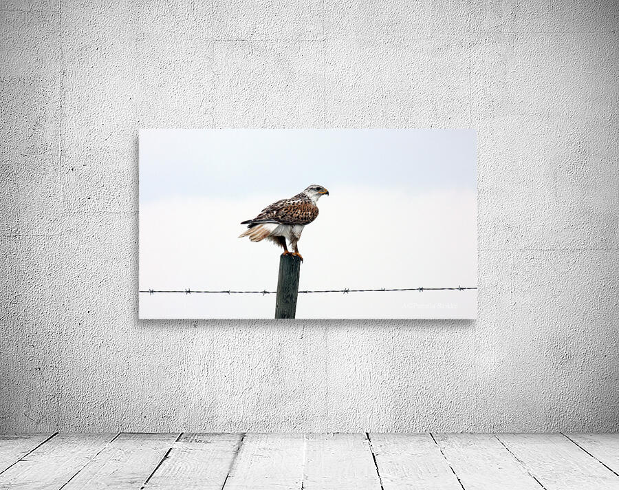 Perch Wall Preview