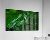 Wet Leaves Acrylic Print