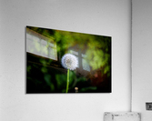 Dandelion Acrylic Print