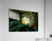 Yellow Lily Acrylic Print