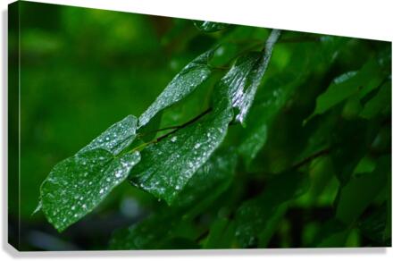 Wet Leaves Canvas Print