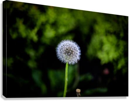 Dandelion Canvas Print