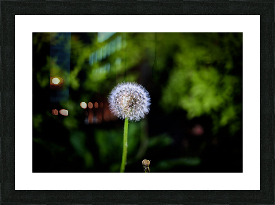 Dandelion Picture Frame print