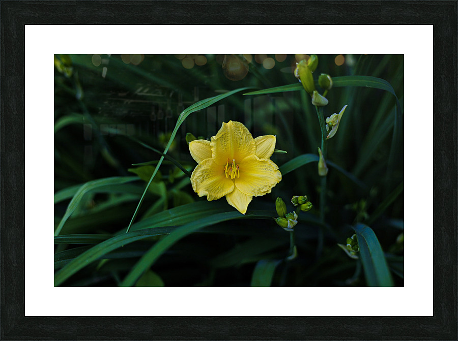 Yellow Lily Picture Frame print