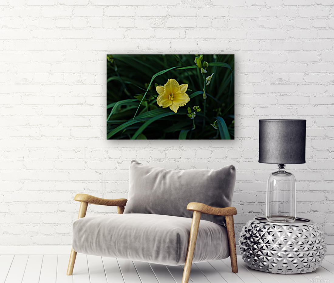Yellow Lily Reproduction
