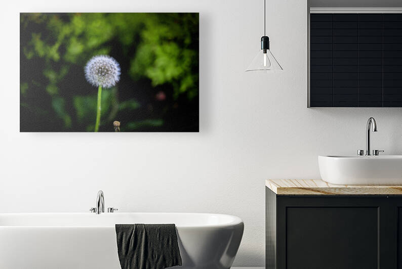Dandelion Reproduction