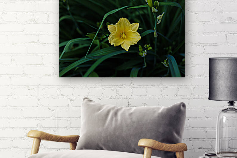 Yellow Lily Reproduction