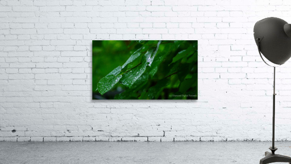 Wet Leaves Wall Preview