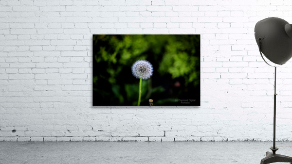 Dandelion Wall Preview
