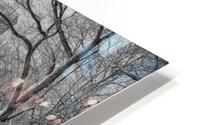 Central Park HD Metal print
