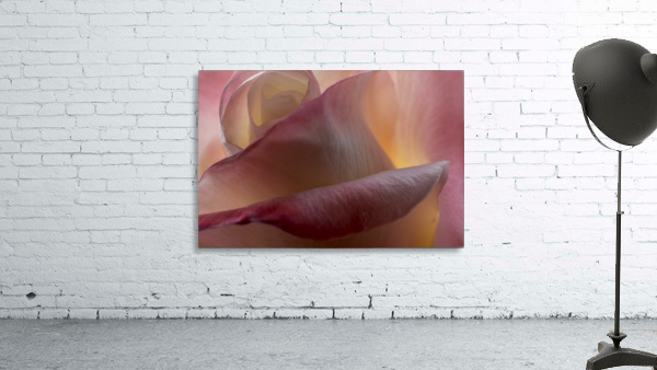 Rose Wall Preview