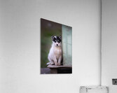 Shy puppy Acrylic Print
