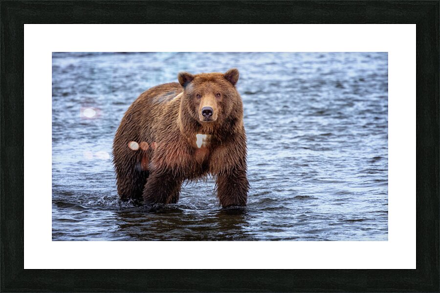 Gentle Giant Picture Frame print