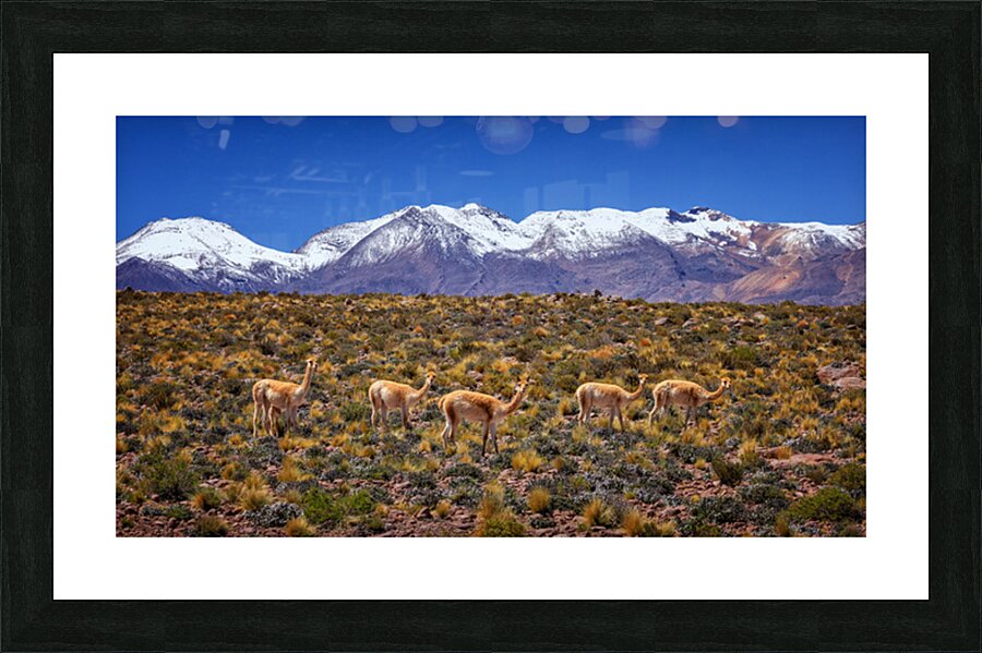 Camouflage Picture Frame print