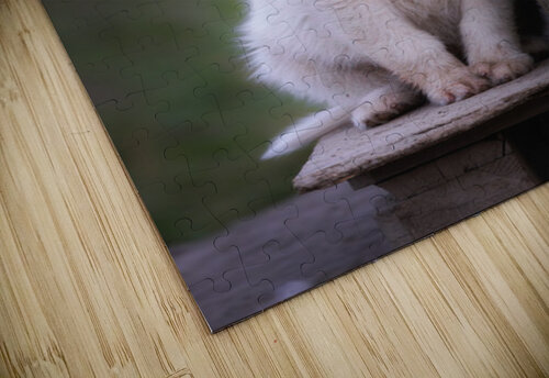 Shy puppy Impulsive Heart photography puzzle