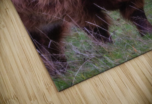 Highland cow Impulsive Heart photography puzzle