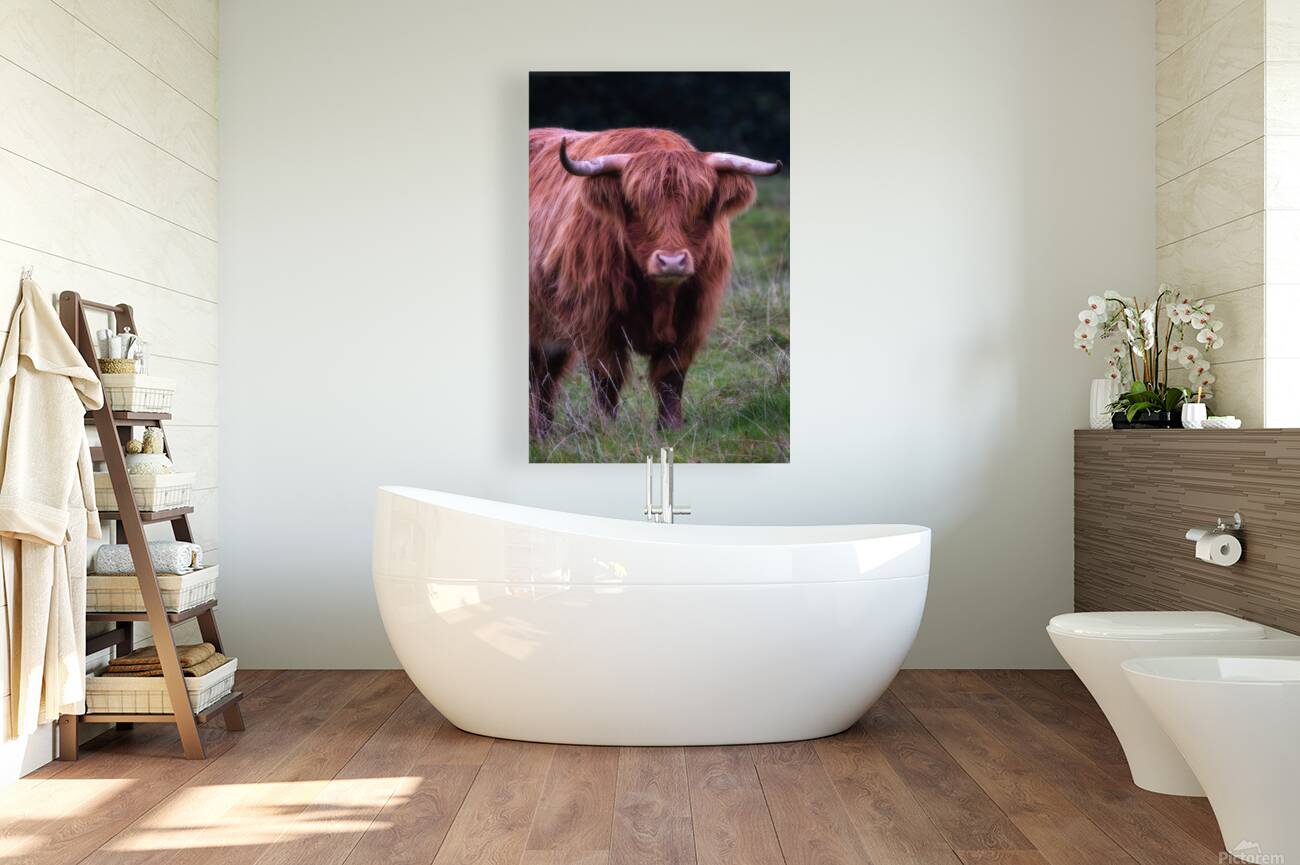 Highland cow Reproduction