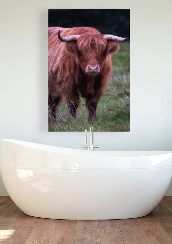 Highland cow Reproduction