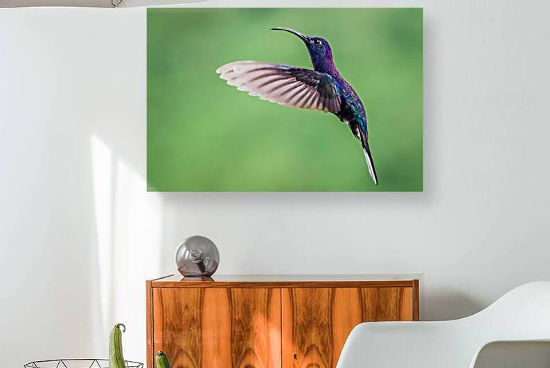 A Flash of Violet by Impulsive Heart photography