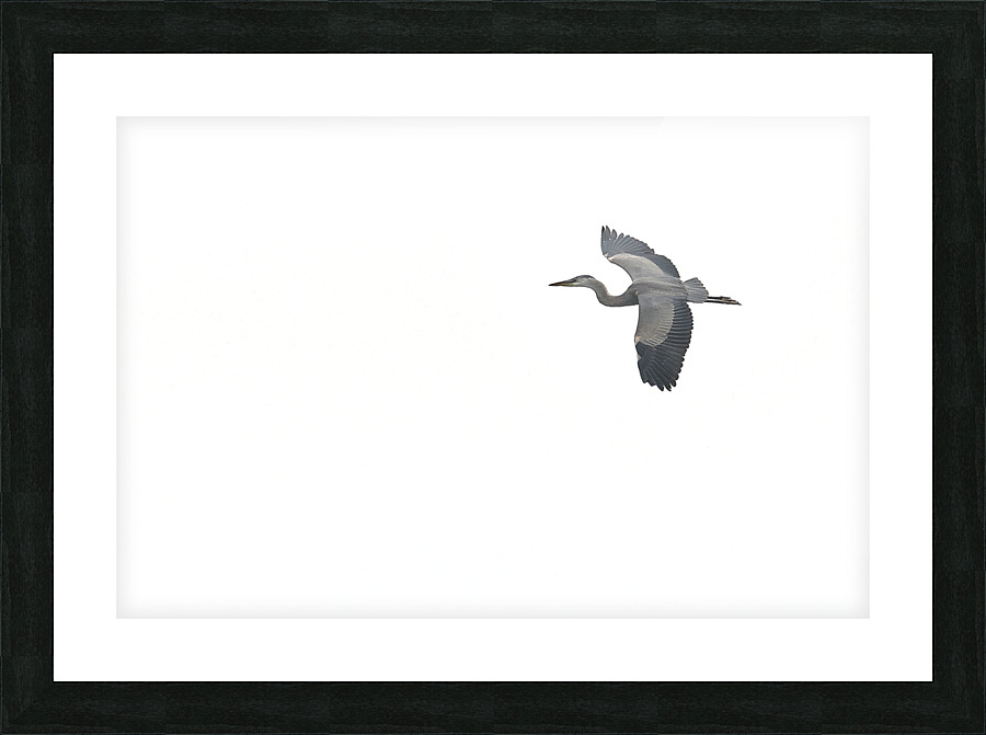 Grand heron Picture Frame print