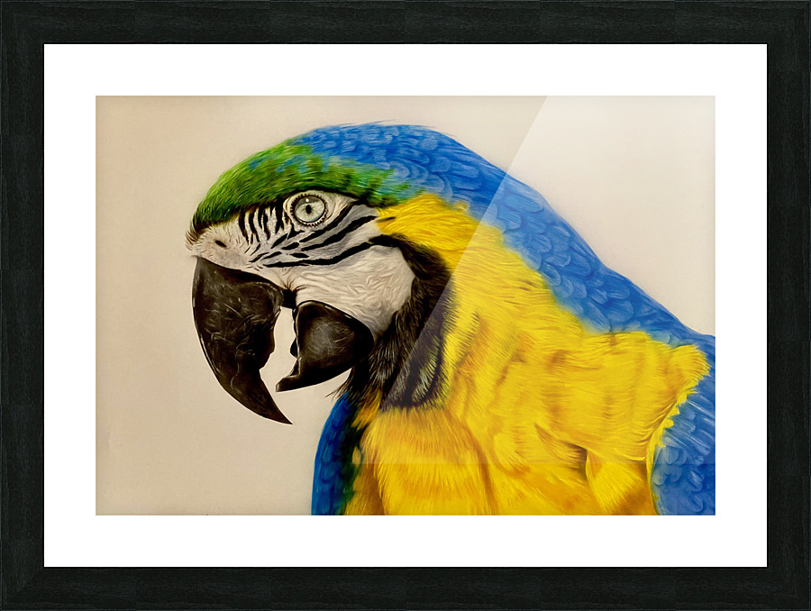 Macaw Beauty  Picture Frame print