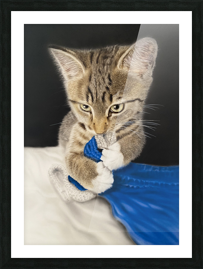 Kitten Luano Picture Frame print